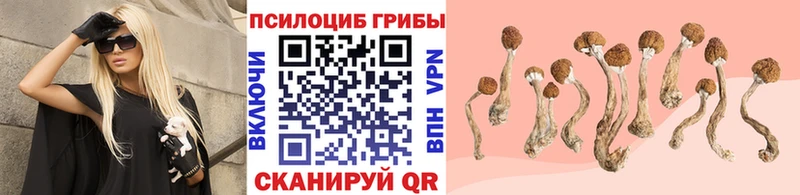 купить  сайты  Чёрмоз  Галлюциногенные грибы Psilocybe 
